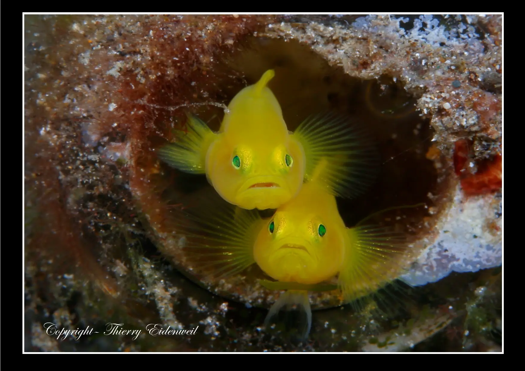 Anilao Macro Dive Media Highlight