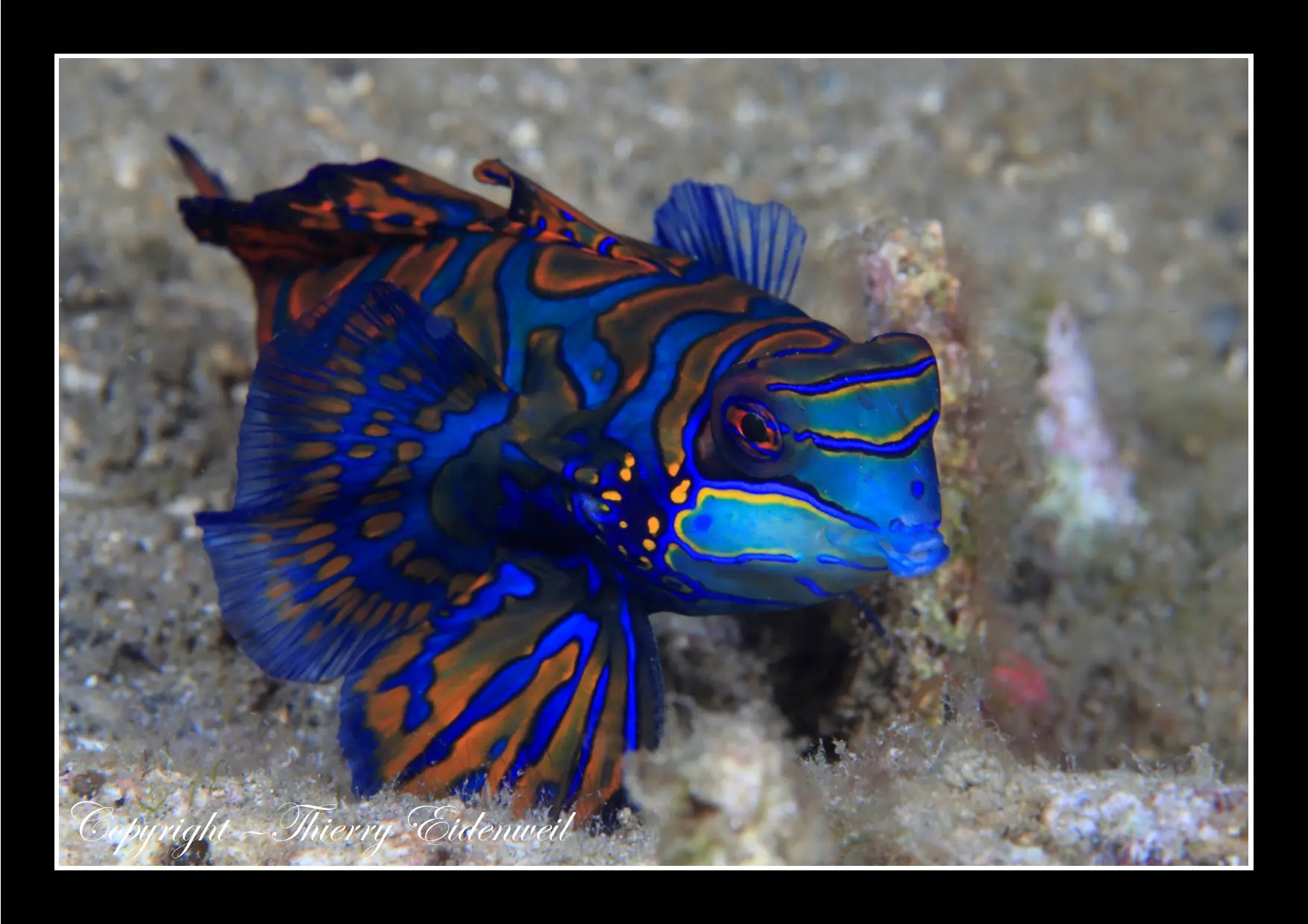 Anilao Macro Dive Media Highlight