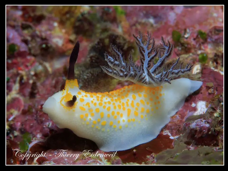 Anilao Macro Dive Media Highlight