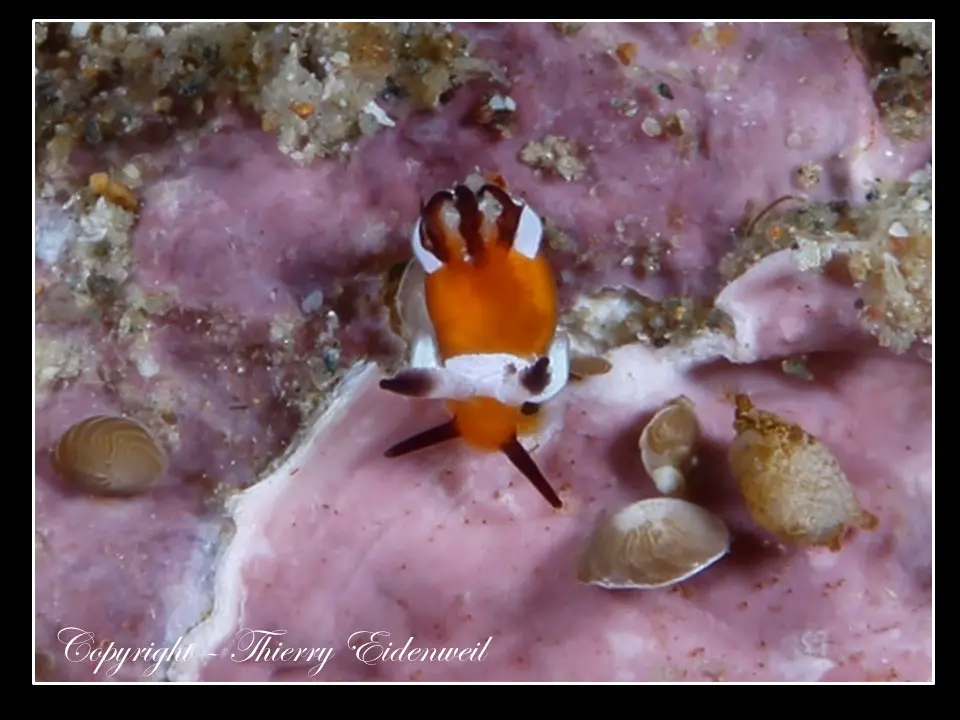 Anilao Macro Dive Media Highlight