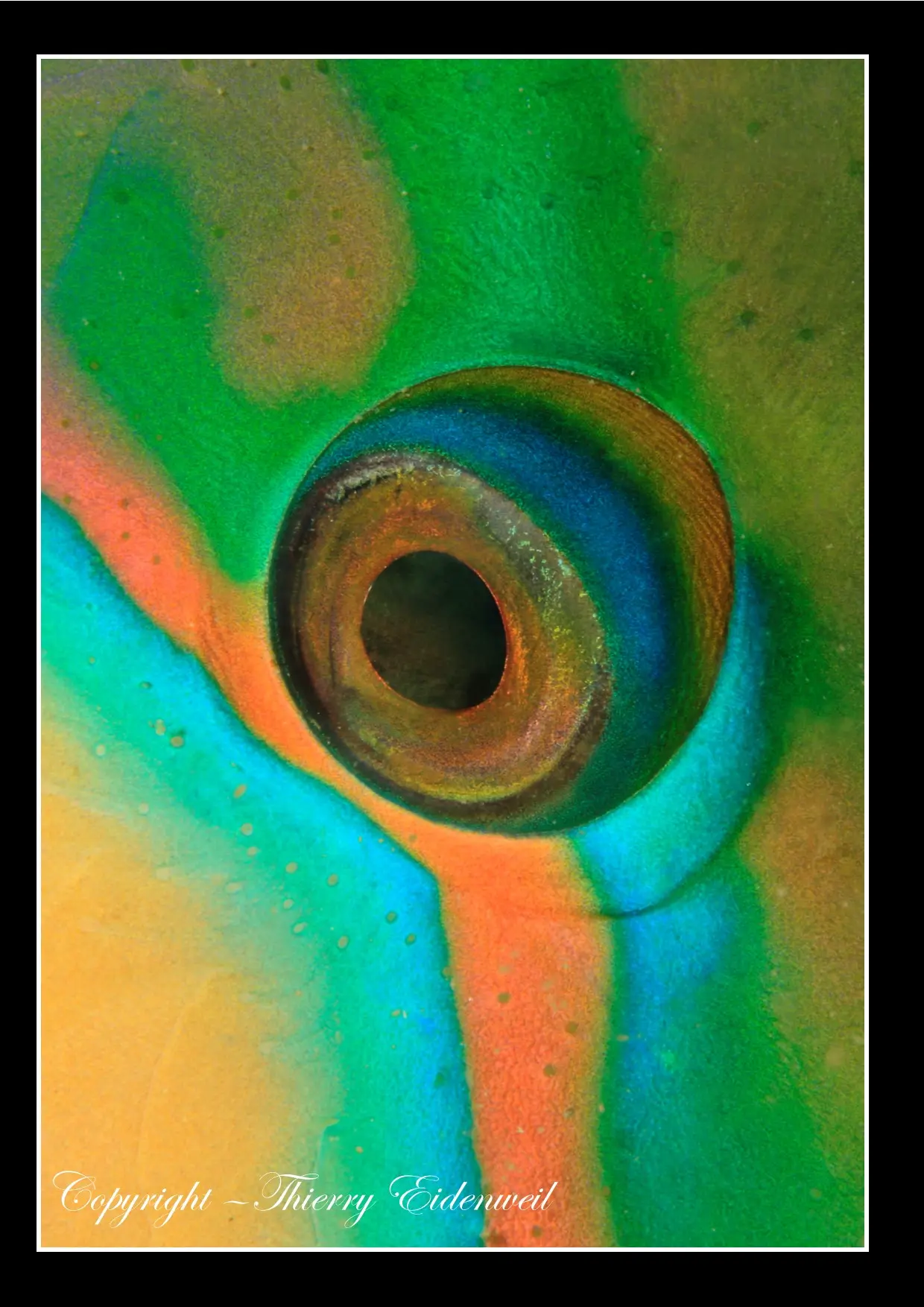 Anilao Macro Dive Media Highlight